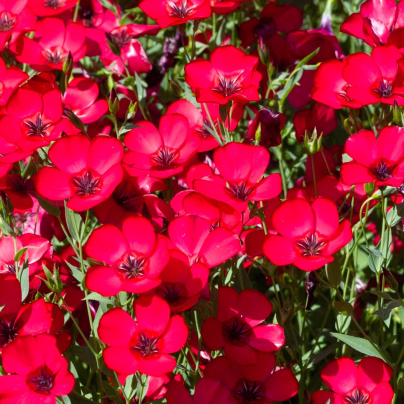 BIO Len červený - Linum grandiflorum - osivo lnu - 120 ks