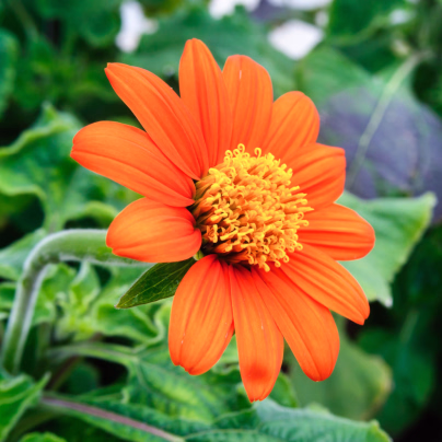 BIO Titónie okrouhlolistá - Tithonia rotundifolia - bio osivo titónie - 50 ks