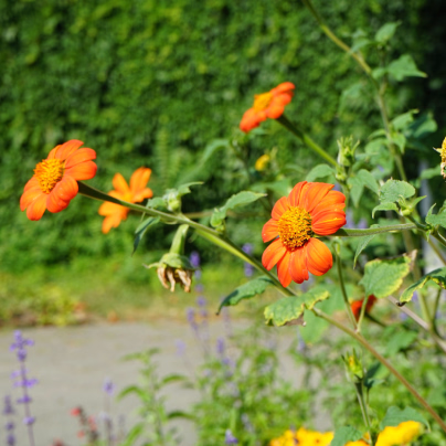 BIO Titónie okrouhlolistá - Tithonia rotundifolia - bio osivo titónie - 50 ks