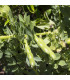 BIO Bob Ratio - Vicia faba - bio osivo bobu - 15 ks