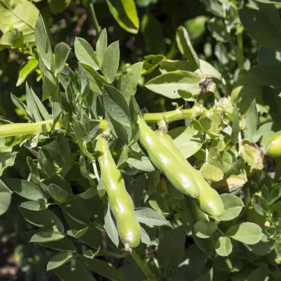 BIO Bob Ratio - Vicia faba - bio osivo bobu - 15 ks