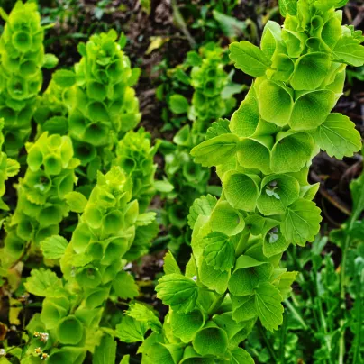 Irský zvonek - Moluccella laevis - osivo molučenky - 50 ks