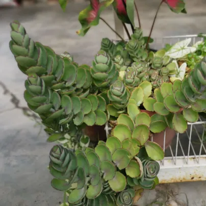 Kolopejka laxiflora - Kalanchoe - osivo kolopejky - 30 ks