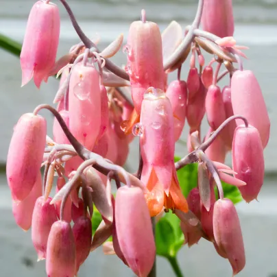 Kolopejka laxiflora - Kalanchoe - osivo kolopejky - 30 ks