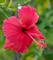 Ibišek bahenní Nippon Red F1 - Hibiscus moscheutos - osivo ibišku - 5 ks
