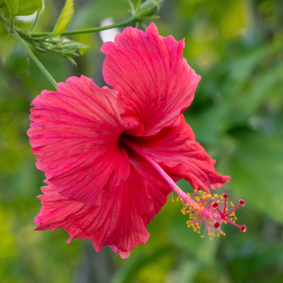 Ibišek bahenní Nippon Red F1 - Hibiscus moscheutos - osivo ibišku - 5 ks