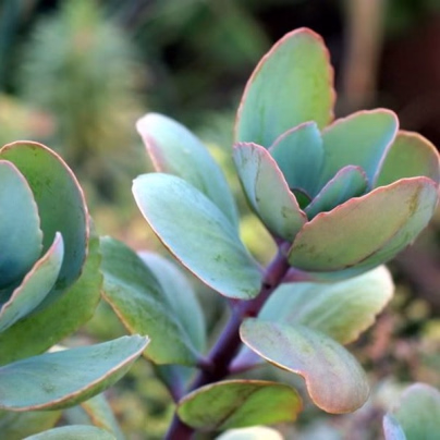 Kolopejka grandiflora - Kalanchoe - osivo kolopejky - 20 ks