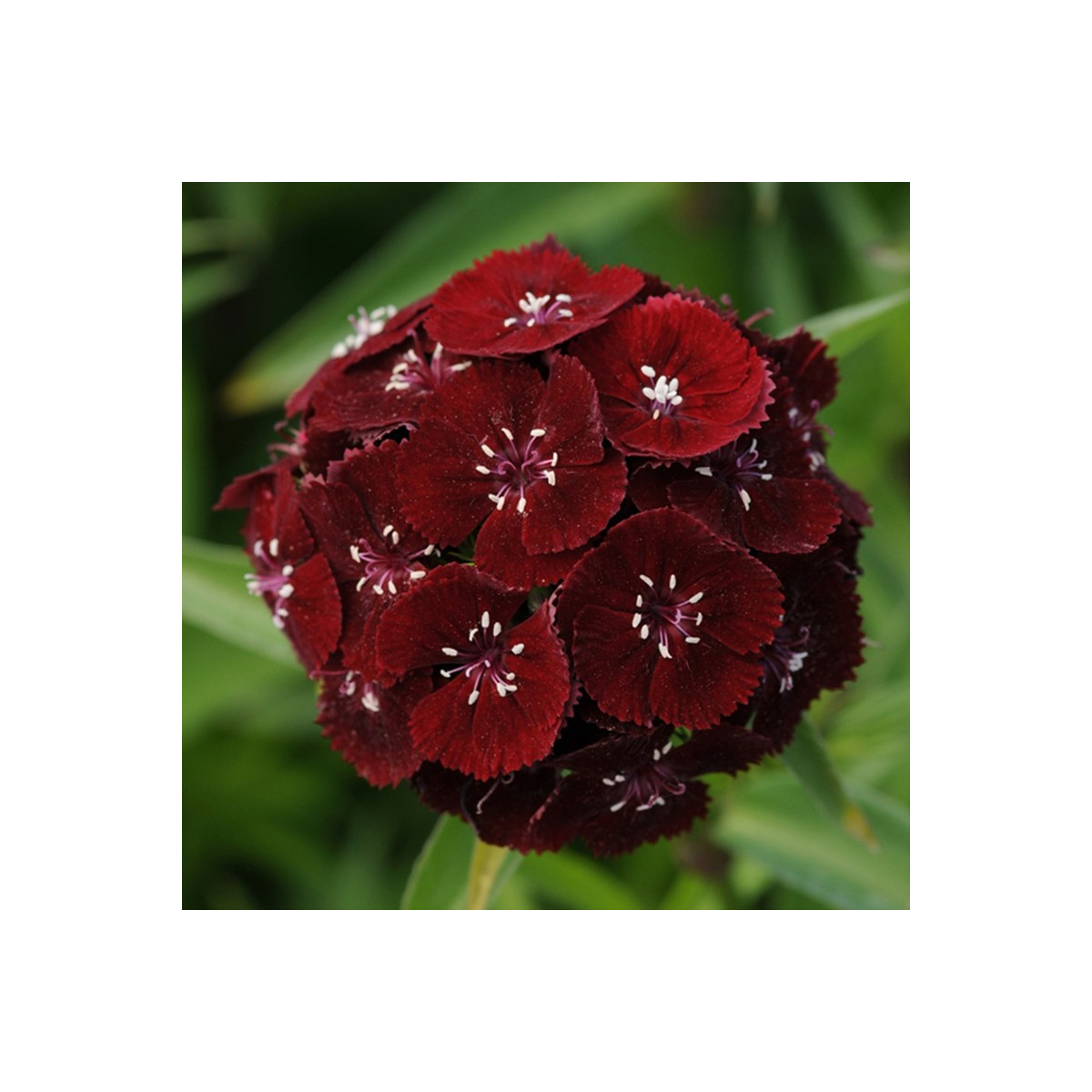 Hvozdík bradatý Sweet Black Cherry F1 - Dianthus barbatus - osivo hvozdíku - 20 ks