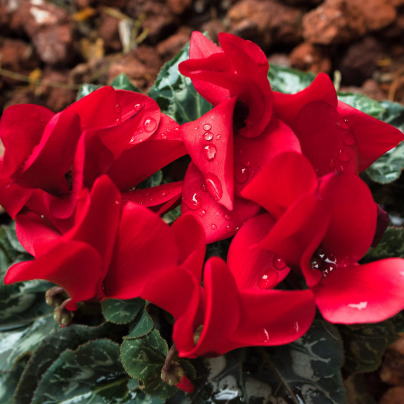 Brambořík perský Halios Bright Scarlet F1 - Cyclamen persicum - osivo bramboříku - 6 ks