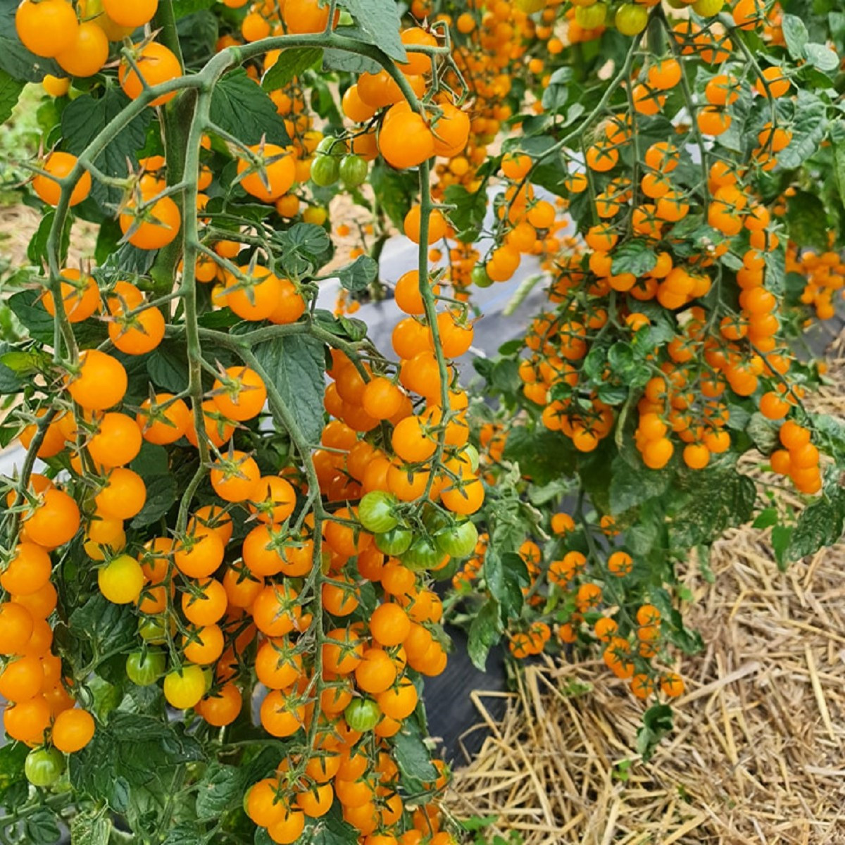 Rajče Perlino žluté F1 - Solanum lycopersicum - osivo rajčat - 6 ks