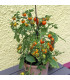 Rajče Tiny Temptations Orange PhR - Solanum lycopersicum - osivo rajčat - 5 ks