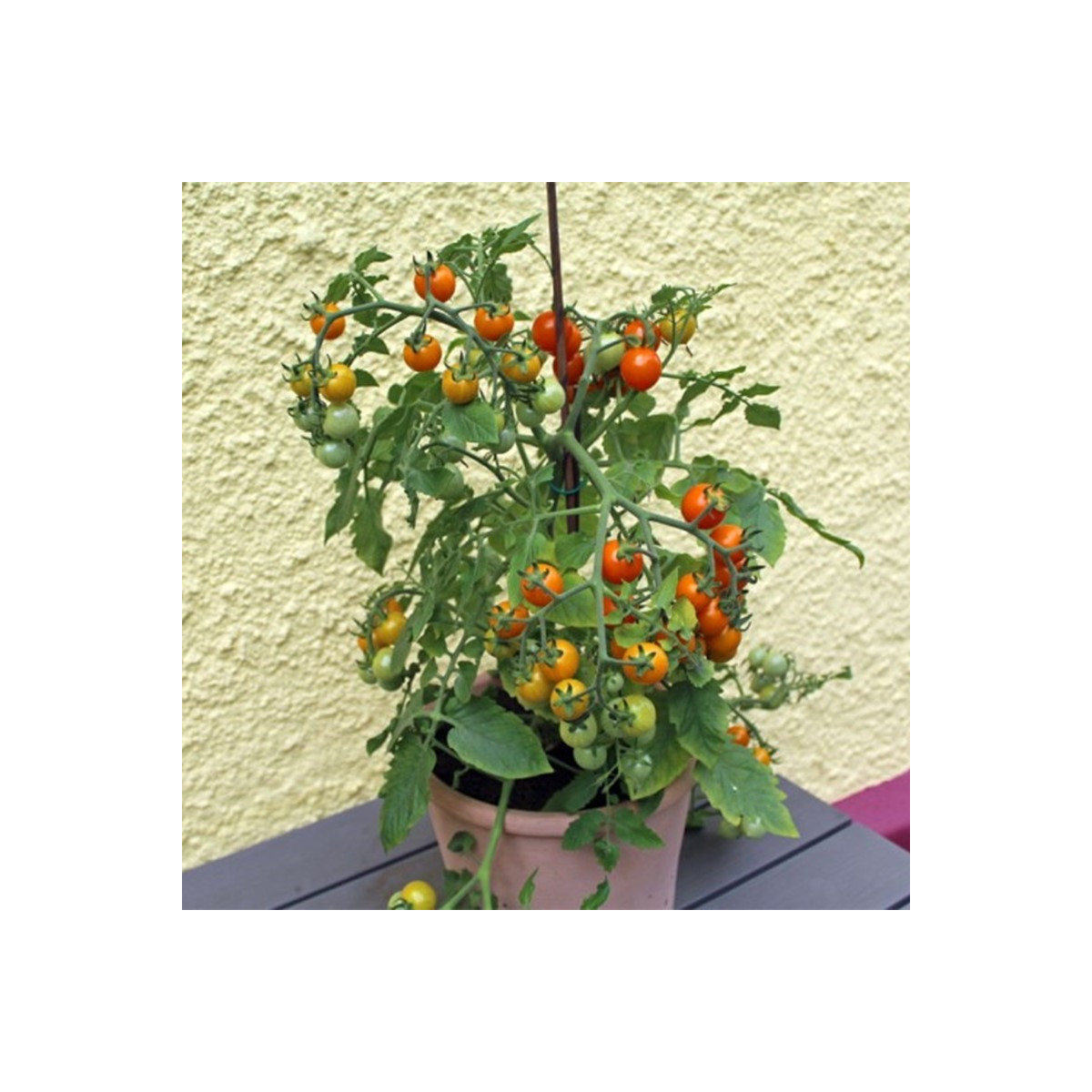 Rajče Tiny Temptations Orange PhR - Solanum lycopersicum - osivo rajčat - 5 ks