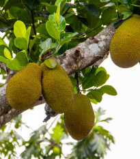 Chlebovník různolistý - Artocarpus heterophyllus - osivo chlebovníku - 2 ks