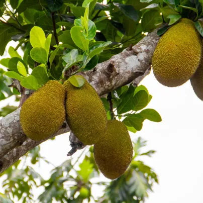 Chlebovník různolistý - Artocarpus heterophyllus - osivo chlebovníku - 2 ks