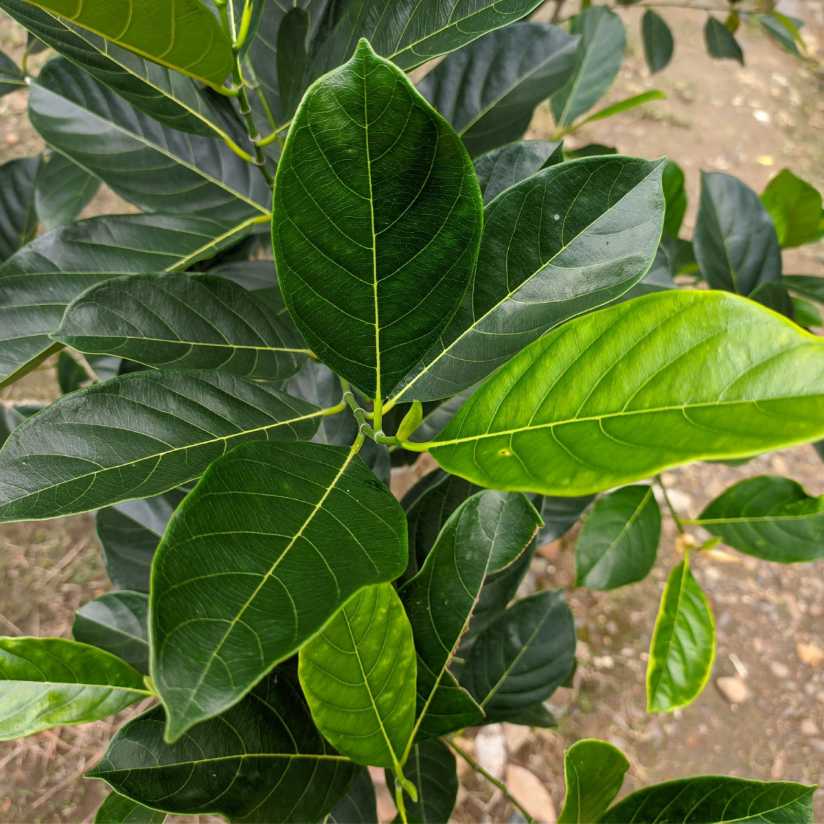 Chlebovník různolistý - Artocarpus heterophyllus - osivo chlebovníku - 2 ks