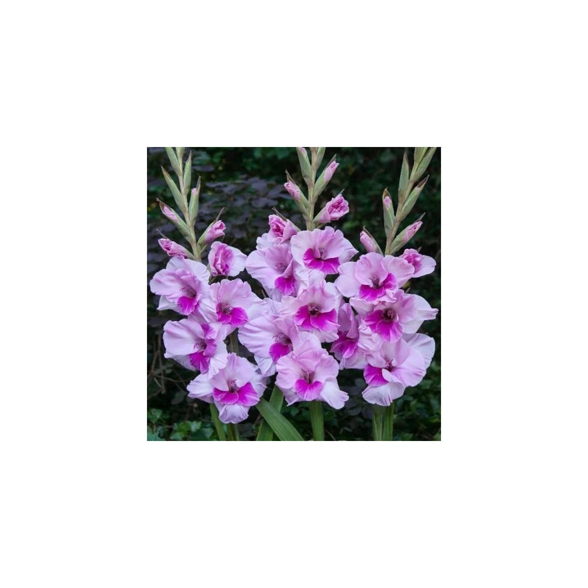 Gladiol Alannah - Gladiolus - hlízy gladiol - 3 ks