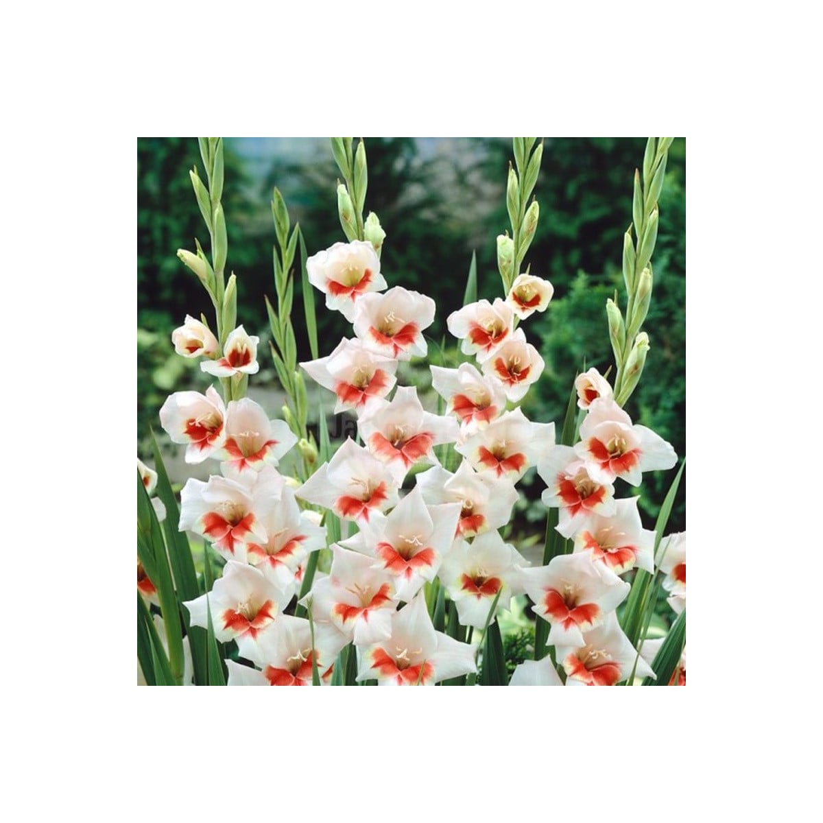 Gladiol Japonica - Gladiolus - hlízy gladiol - 3 ks