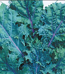 Kedluben červený ruský - Brassica oleracea - prodej semen - 0,5 gr