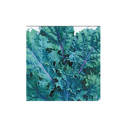 Kedluben červený ruský - Brassica oleracea - osivo kedlubnu - 0,5 g