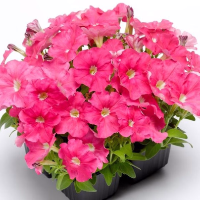 Petúnie Picobella růžová F1 - Petunia mill. - osivo petúnie - 15 ks