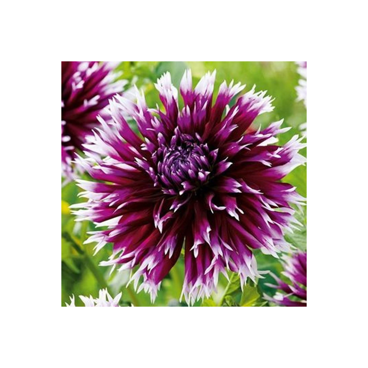 Jiřinka Alaune Clair-Obscur - Dahlia - hlízy jiřinek - 1 ks