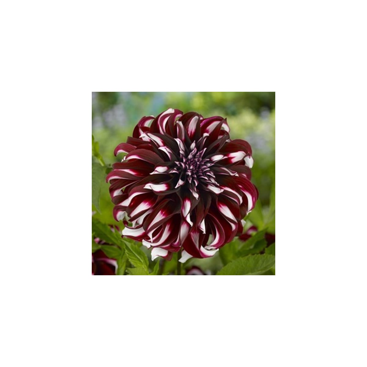 Jiřinka Tartan - Dahlia - hlízy jiřinek - 1 ks