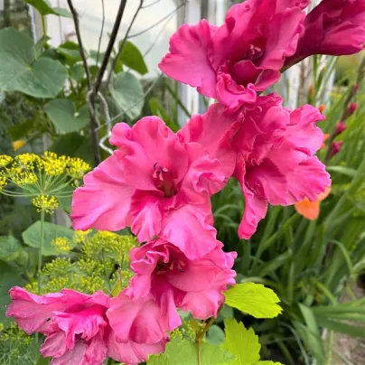 Gladiol Kingston Ruffle - Gladiolus - hlízy gladiol - 3 ks