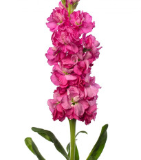 Fiala Iron Rose Pink- Matthiola incana - osivo fialy - 40 ks