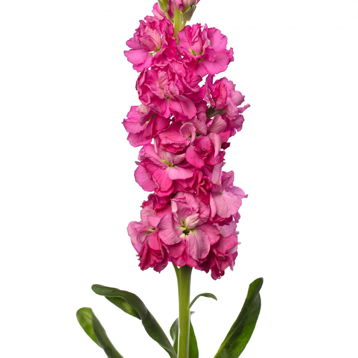Fiala Iron Rose Pink- Matthiola incana - osivo fialy - 40 ks
