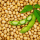 BIO Sója Tofu - Glycine max - bio osivo sóji - 50 ks