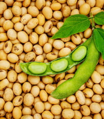 BIO Sója Tofu - Glycine max - bio osivo sóji - 50 ks