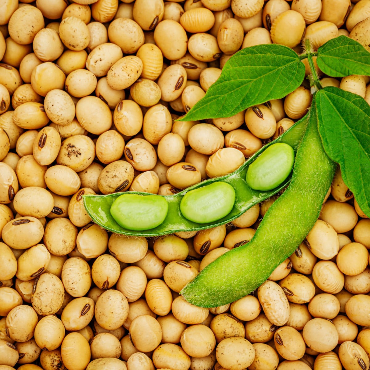 BIO Sója Tofu - Glycine max - bio osivo sóji - 50 ks