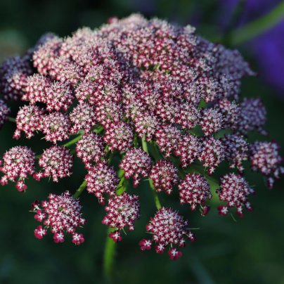 Okrasná mrkev Dara - Daucus carota - osivo mrkve - 20 ks