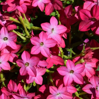 Tabák okrasný Saratoga růžový F1 - Nicotiana alata - osivo tabáku - 30 ks