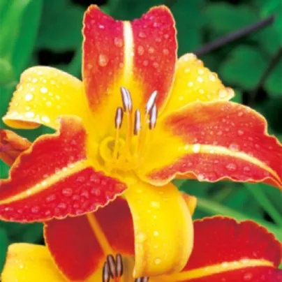Denivka Frans Halls - Hemerocallis - hlízy denivky - 1 ks