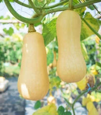 Dýně máslová Bush Butternut - Cucurbita moschata - osivo dýně - 6 ks