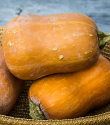 Dýně máslová Honeynut - Cucurbita moschata - osivo dýně - 6 ks