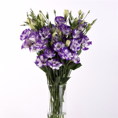 Eustoma Blue Rim F1 - Eustoma grandiflorum - osivo eustomy - 12 ks