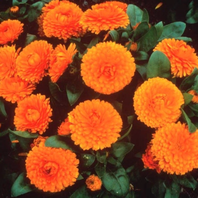 Měsíček lékařský Bon Bon oranžový - Calendula officinalis - osivo měsíčku - 20 ks