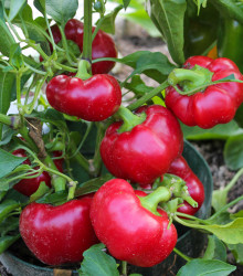 Paprika Topepo rosso - Capsicum annuum - osivo papriky - 10 ks