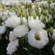 Eustoma Carmen Ivory - Eustoma grandiflorum - osivo eustomy - 12 ks