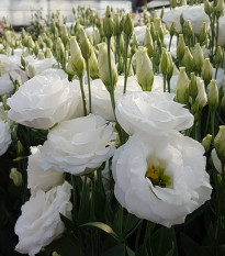 Eustoma Carmen Ivory - Eustoma grandiflorum - osivo eustomy - 12 ks