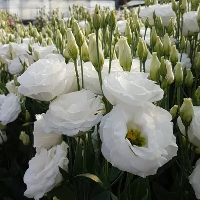 Eustoma Carmen Ivory - Eustoma grandiflorum - osivo eustomy - 12 ks