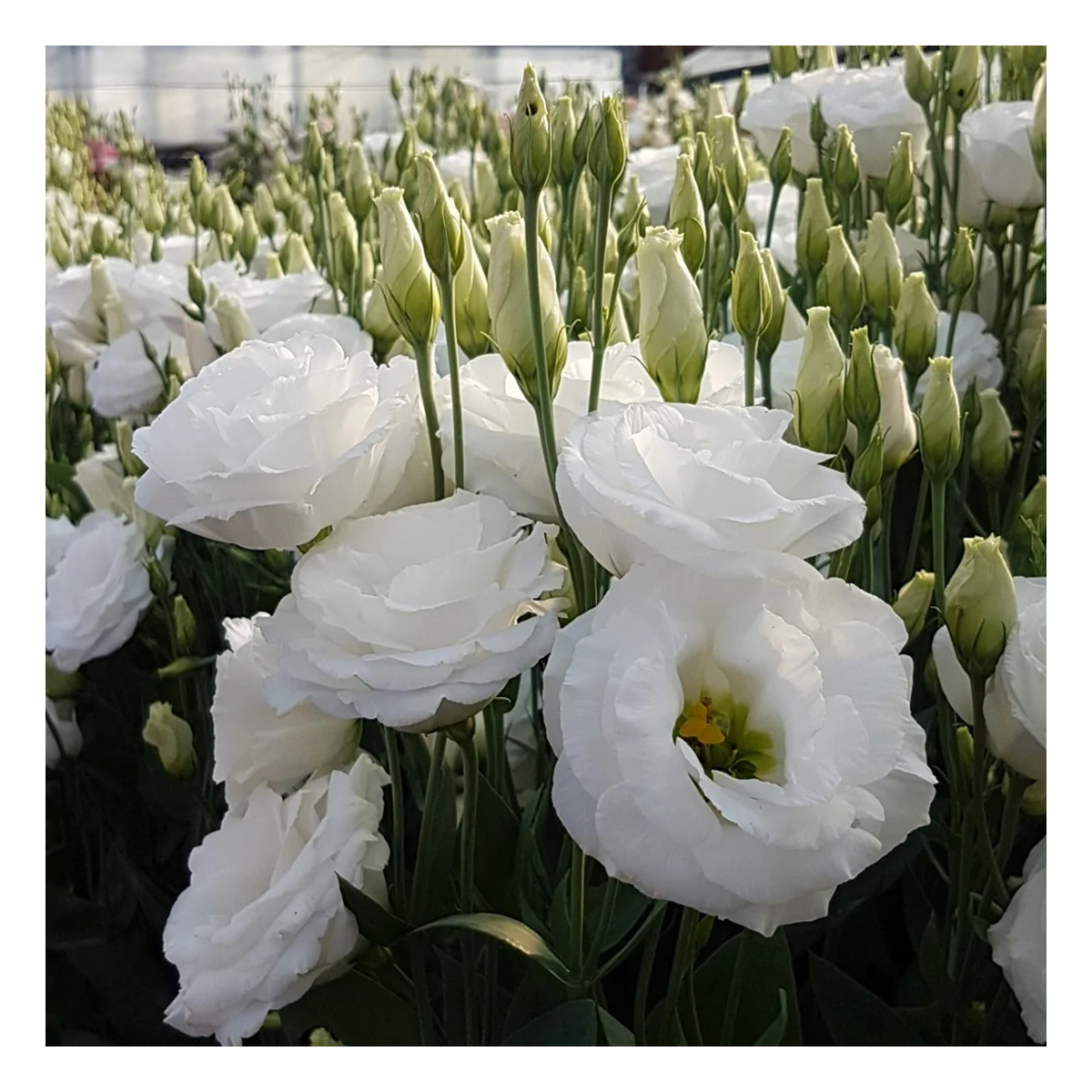 Eustoma Carmen Ivory - Eustoma grandiflorum - osivo eustomy - 12 ks
