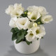 Eustoma Carmen Ivory - Eustoma grandiflorum - osivo eustomy - 12 ks