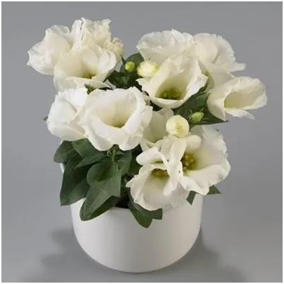 Eustoma Carmen Ivory - Eustoma grandiflorum - osivo eustomy - 12 ks