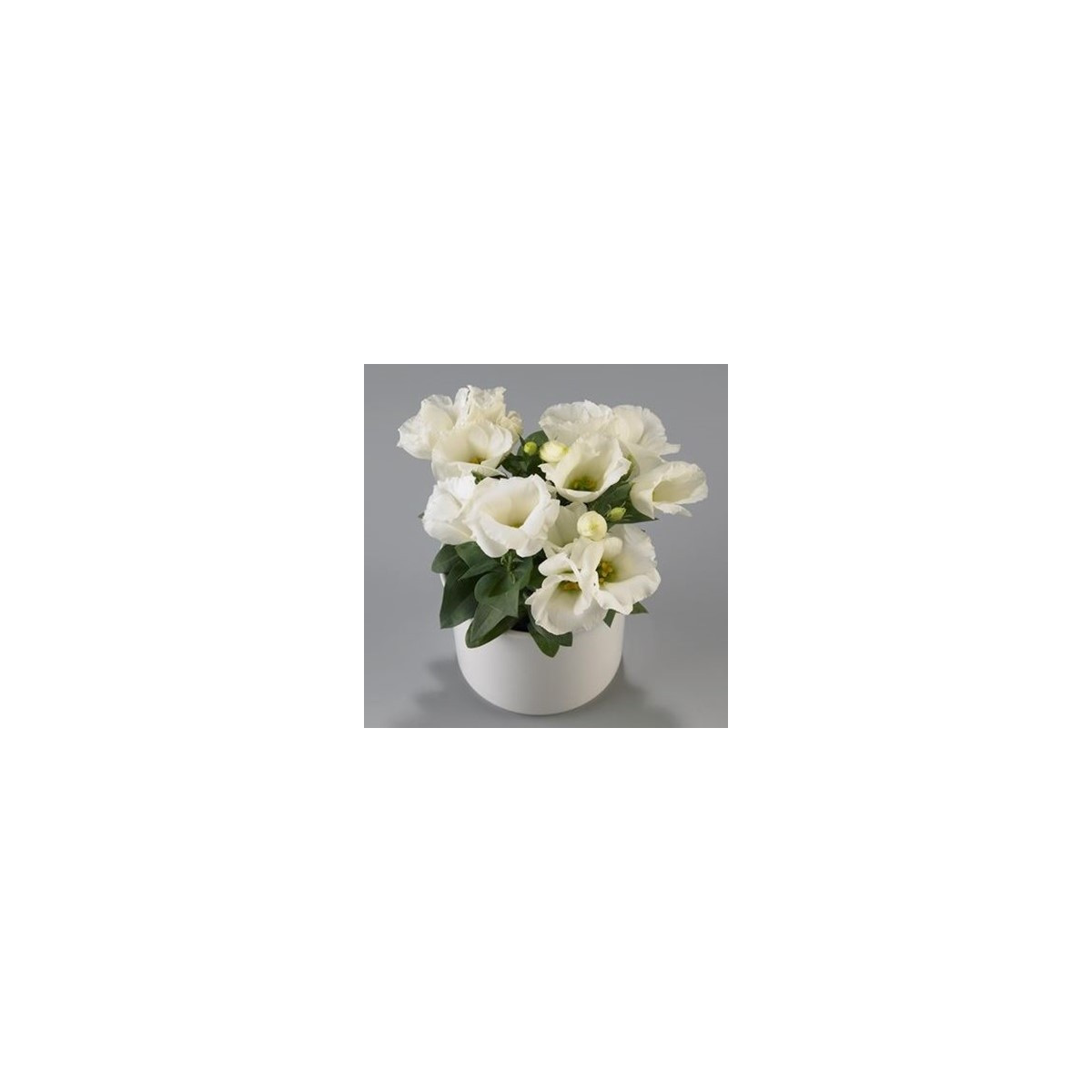 Eustoma Carmen Ivory - Eustoma grandiflorum - osivo eustomy - 12 ks