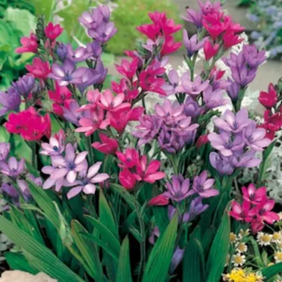 Babiana Kew Hybrids - Babiana stricta - prostokořenná sazenice babiany - 3 ks