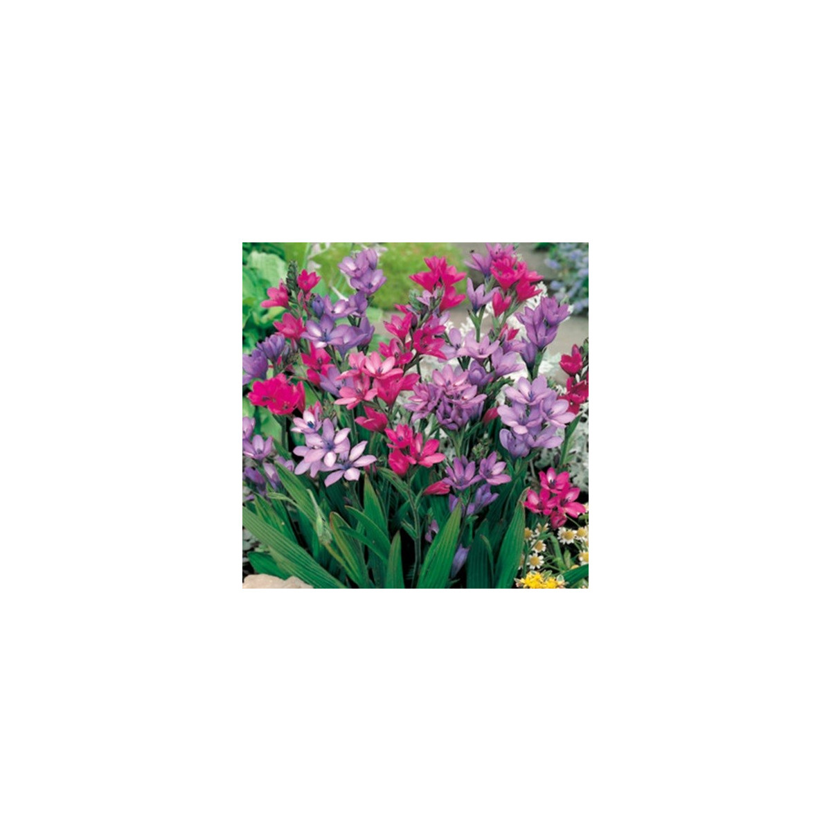 Babiana Kew Hybrids - Babiana stricta - prostokořenná sazenice babiany - 3 ks