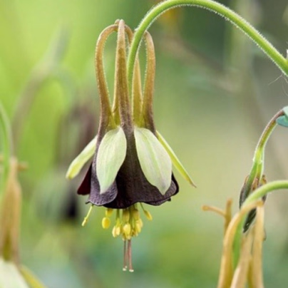 Orlíček Chocolat Soldier - Aquilegia - prostokořenné sazenice orlíčku - 1 ks
